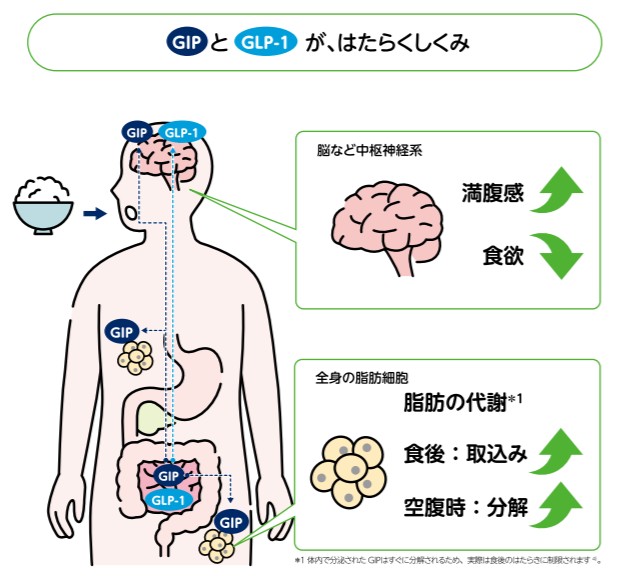 GIP/GLP-1医療ダイエット外来